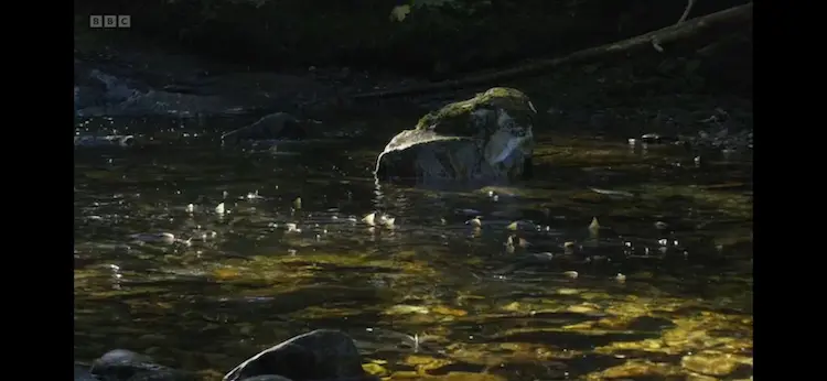 Pink salmon (Oncorhynchus gorbuscha) as shown in Planet Earth III - Forests